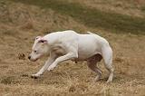 DOGUE ARGENTIN 232
